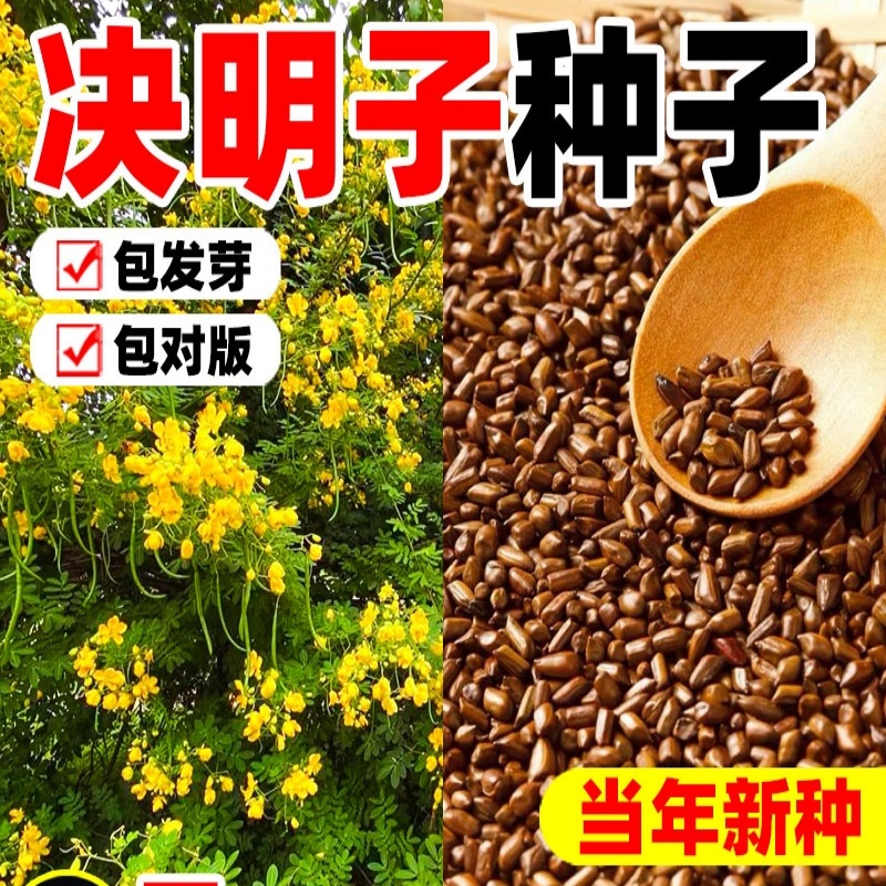 决明子种子护坡固土植物灌木草种籽枣林景观绿化边坡高速公路草籽