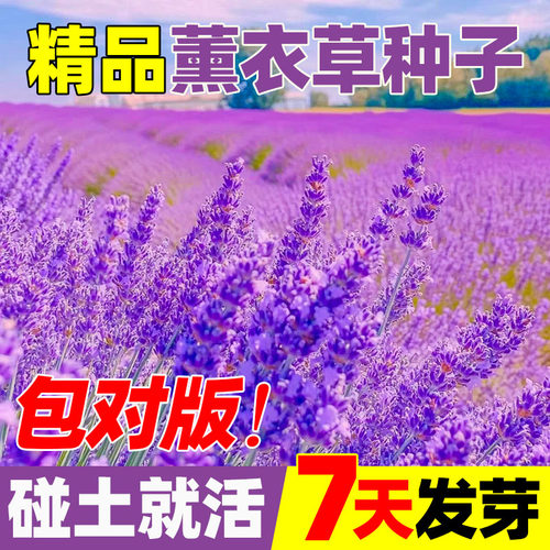 薰衣草种子花籽四季种植庭院别墅盆栽花卉种籽香草植物阳台花种子