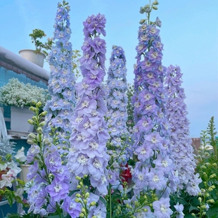进口大飞燕草花种子重瓣花苗盆栽种子四季播种多年生庭院阳台花卉