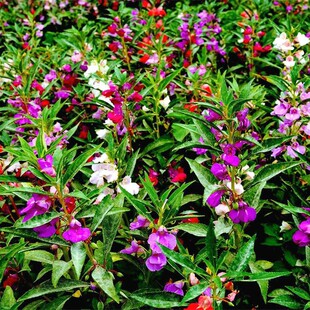 包邮四季种易活易种植物凤仙花种子指甲花 草花指甲草子花卉种籽