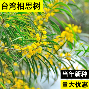 相思树种子台湾相思香丝树相思仔假叶豆台湾柳相思仔种子园林绿化