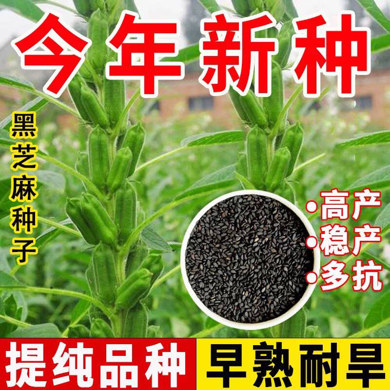 高产黑芝麻种子农家高油白芝麻种籽盆栽四季菜籽老品种抗病芝麻孑图片