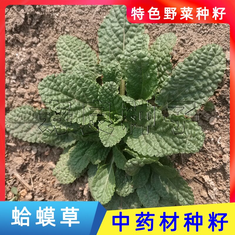 癞蛤蟆草种子籽中药材用青麻叶野生菜特色产盆栽农韩国进口蔬莱孑