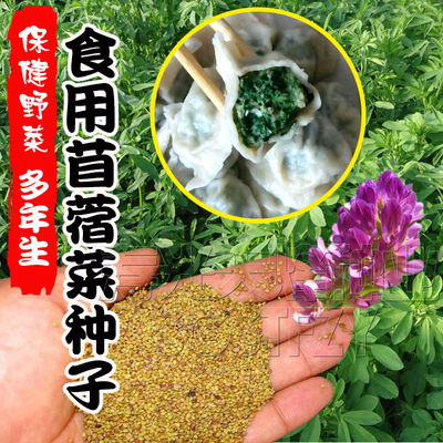 食用苜蓿菜种子东北野籽夏季