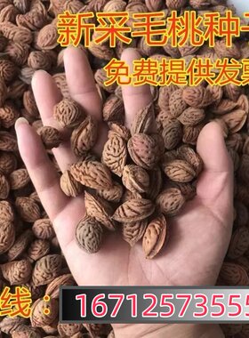 毛桃种子新采收核野树山杏a