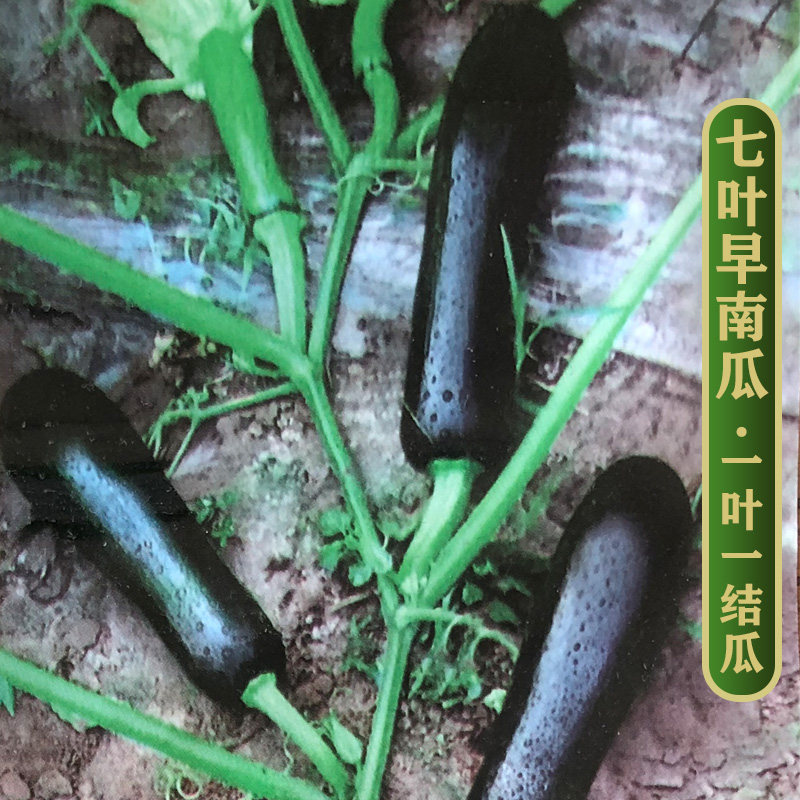 七叶早熟南瓜种子长条黑南瓜种籽老品种春季四季播蔬菜种子45天收