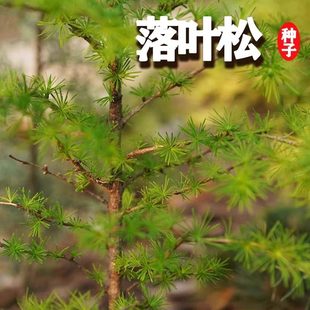 优质林木种落叶松种子四季长绿树种子日本落叶松种子黄花松种