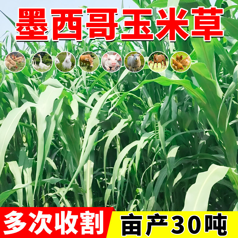 墨西哥玉米草种籽优12阔叶玉米草猪羊牛鱼兔养殖草籽高产牧草种子