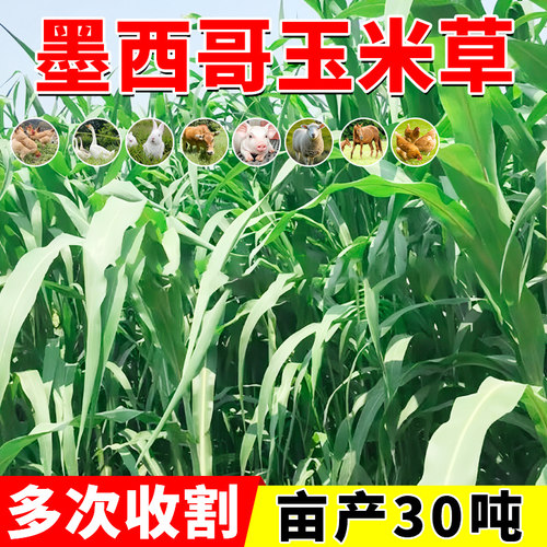 墨西哥玉米草种籽优12阔叶高产