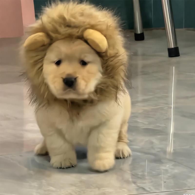 宠物头套搞怪网红帽子可爱小熊狮子头饰可爱猫咪狗狗变装套头玩偶