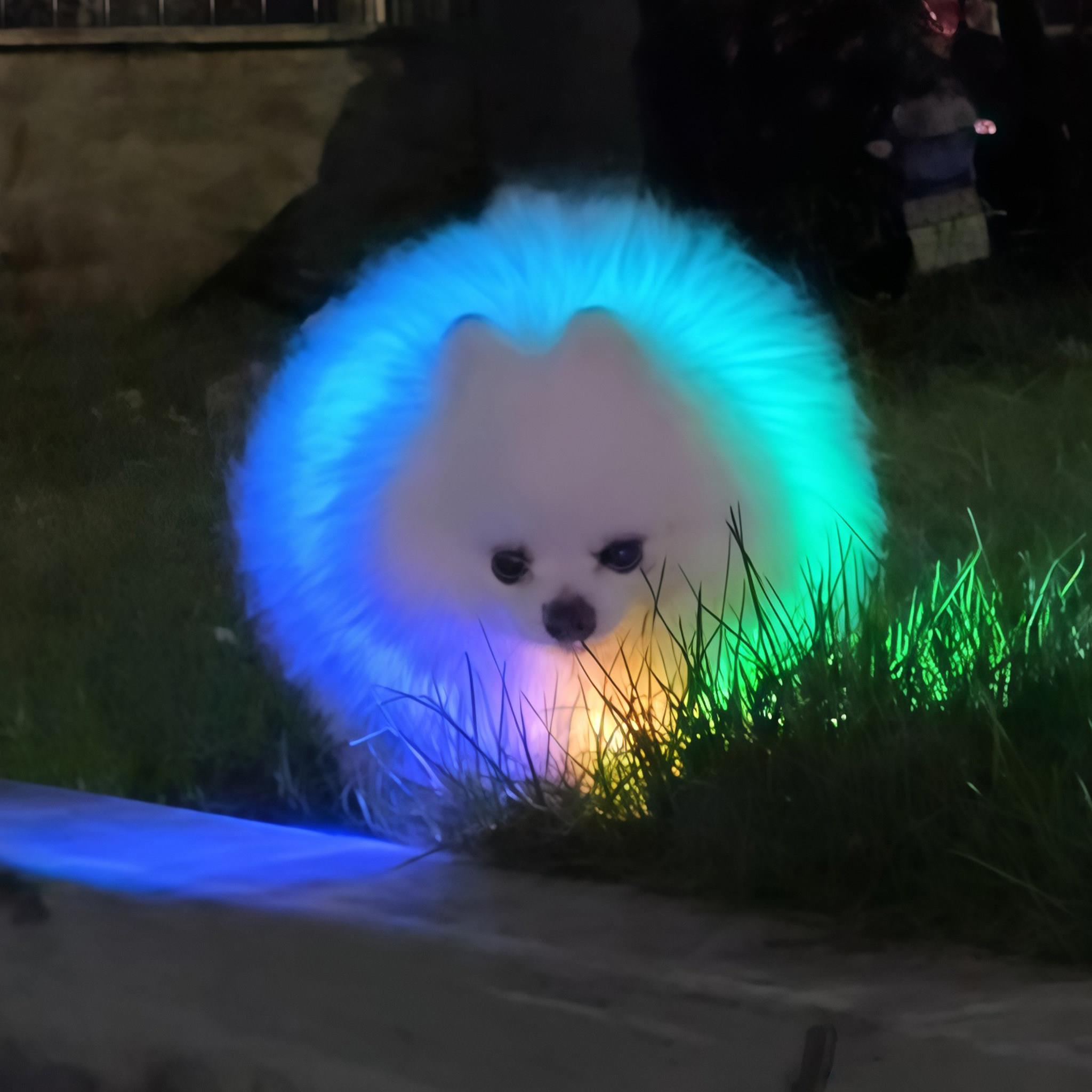 【夜间遛狗神器】狗狗发光项圈宠物防走丢防吓人脖圈猫咪发亮颈圈