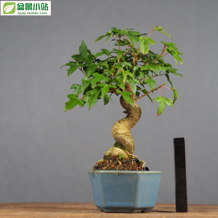 【盆景小站】精品矮霸唐枫三角枫盆景枫树盆栽趣味