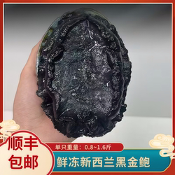 新西兰黑金鲍大鲍鱼鲜冻海鲜速冻澳洲鲍鱼特大0.8至1.6斤一只装