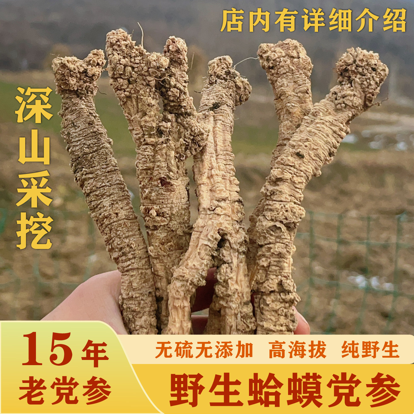 无硫熏野生党参甘肃深山蛤蟆党参正宗特级干货泡水酒煲汤滋补500g