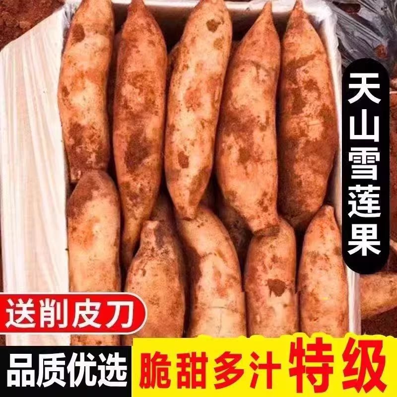现挖云南雪莲果黄心雪连果新鲜水番薯