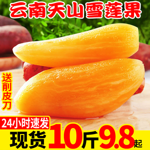 现货现挖云南天山雪莲果新鲜10斤红心特级水莲果当季雪连果整箱