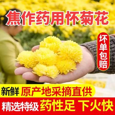 云台怀焦作冰菊大朵药用清火花茶