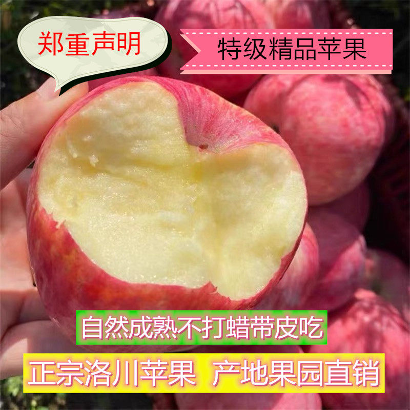 5A!只发精品!新果陕西正宗洛川苹果特级冰糖心红富士产地直发