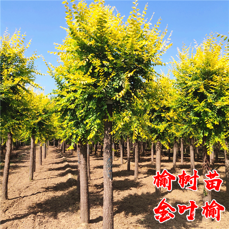 中华榆树苗别墅庭院耐寒风景树