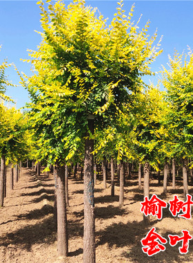中华榆树苗别墅庭院耐寒风景树