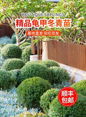 龟甲冬青树苗齿叶球小四季常