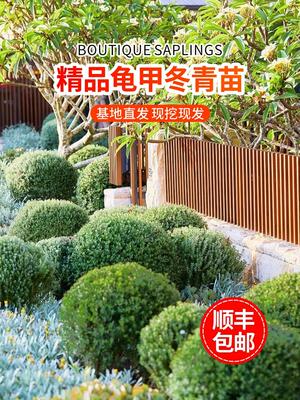 龟甲冬青树苗齿叶球小四季常