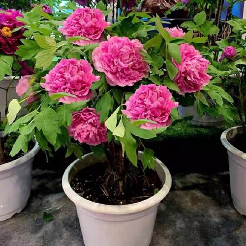 牡丹花苗正宗山东菏泽洛阳芍