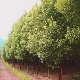 香樟树苗带土大小叶香樟苗驱蚊龙脑樟树苗南北方种植四季常青树苗
