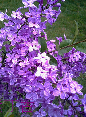 丁香花树苗 盆栽植物花卉 庭院四季绿植室内观花紫丁香花种子花苗