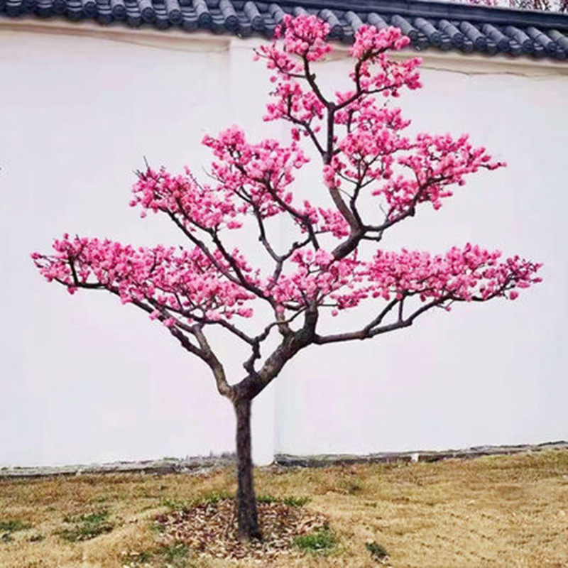 骨里红梅树苗腊绿花耐寒浓香图片
