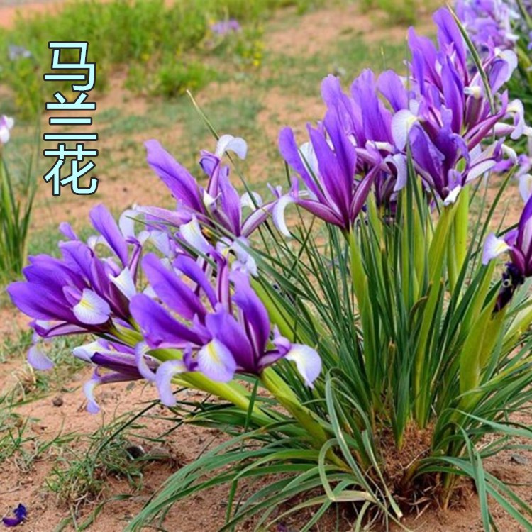 马兰花苗草本地栽蓝莲宿根