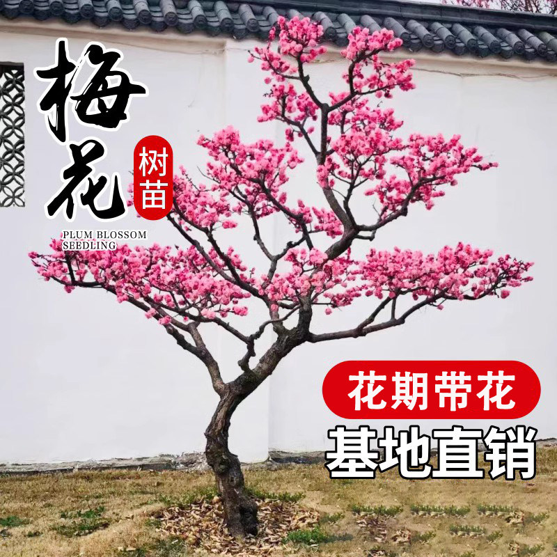 梅花树苗庭院盆栽室外耐寒冬图片