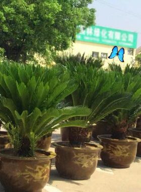 铁树植物室外大型盆栽景内缸