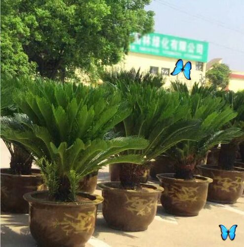 铁树植物室外大型盆栽景内缸