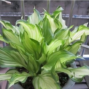 玉簪花苗庭院花坛花镜植物四季好养金边青叶玉簪多年生耐寒耐阴