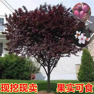 紫叶李树苗红叶李子果树苗绿化苗木风景树庭院地栽植物南北方种植