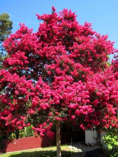 紫薇花树苗庭院老桩花卉盆栽植物室内外种植丛生花苗盆景别墅绿化