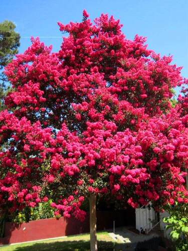 紫薇花树苗庭院老桩卉盆栽植