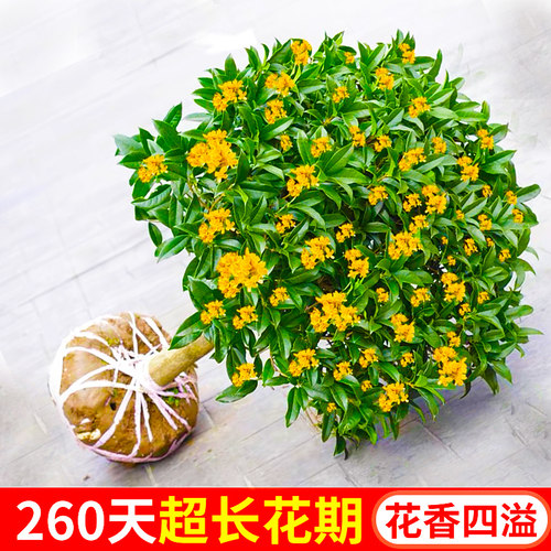 精选桂花苗、赠送肥料、芳香四溢、新手好养