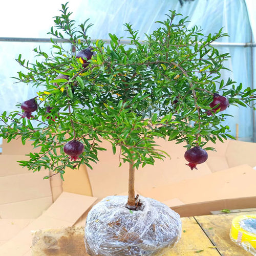 石榴盆景石榴树南北方均可种植
