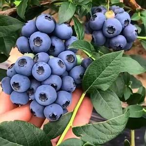 新品种大果蓝莓树苗南北方盆栽地栽当年结果阳台庭院