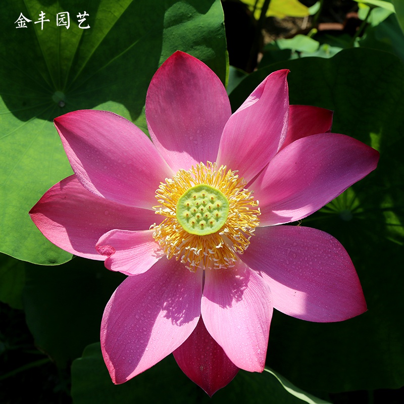西湖红莲粉红色大型荷花碗莲藕带根苗花卉包对版鲜活