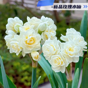 漳州水仙花种球重复瓣单瓣新品种水培土培花卉【限量洋水仙】