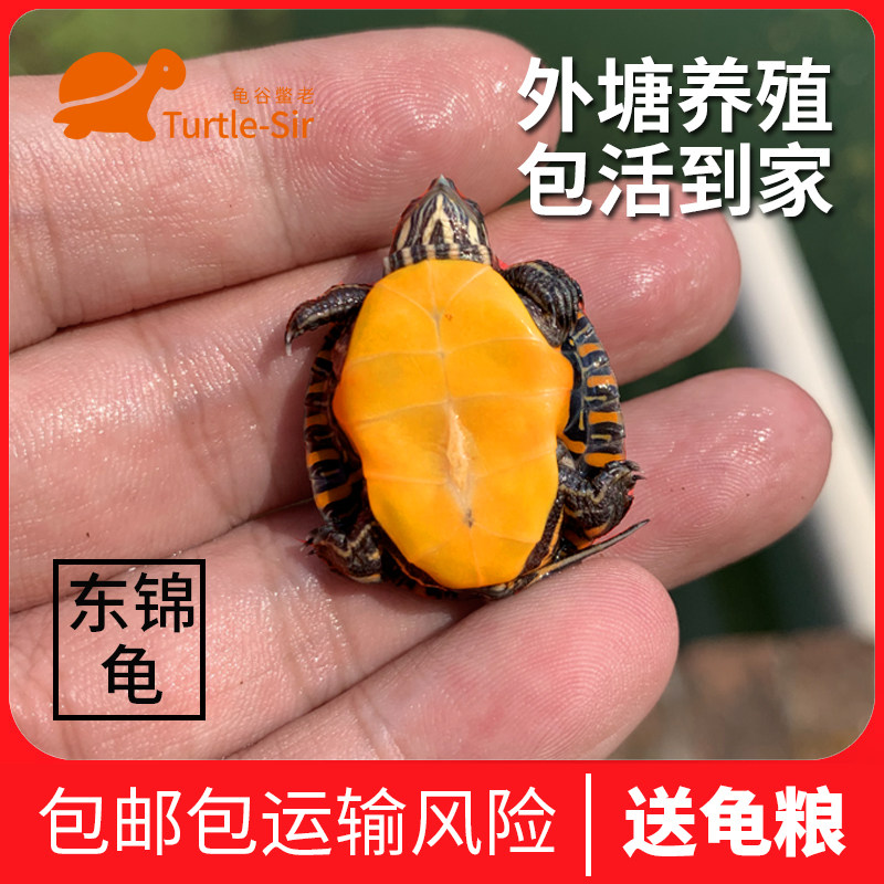 【龟谷鳖老】东锦龟东部锦龟西锦活体 深水龟 宠物小乌龟 观赏龟