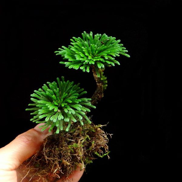 吸水石植物卷柏附石菖蒲盆景苔藓假山水陆缸雨林造景绿植专用包邮