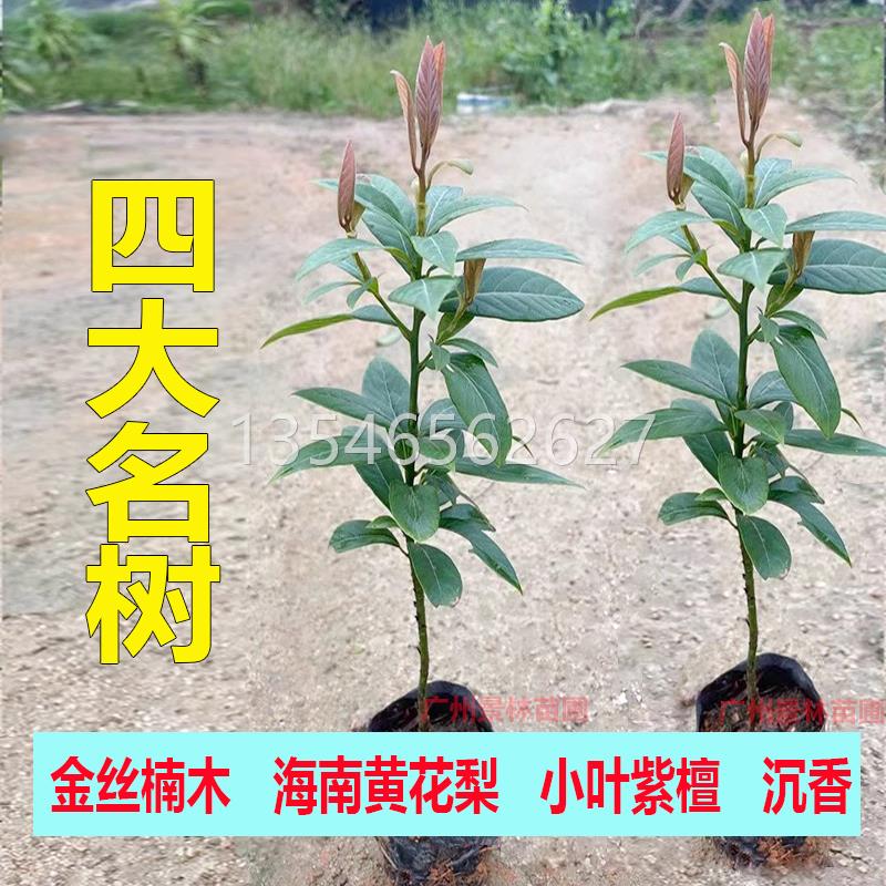 名贵苗木金丝楠木树苗正宗奇楠沉香苗小叶紫檀香海南黄花梨苗常绿