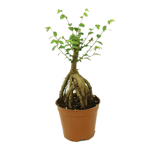 庭院树苗榆钱树苗榆树苗可以吃的榆钱树风景树盆景素材地栽榆钱树