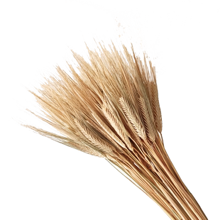 天然真大麦干花花束开业麦穗客厅田园装饰摆件干花插花道具包邮