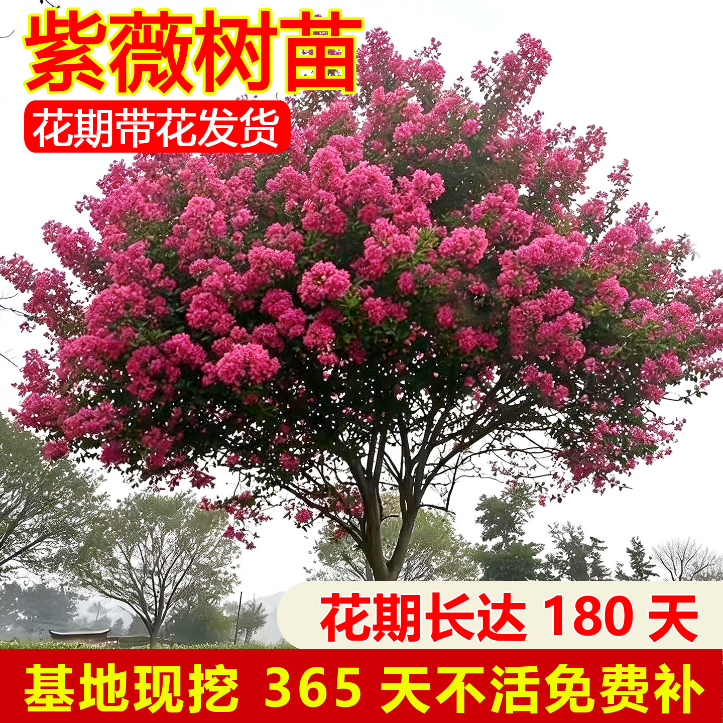 紫薇花树苗庭院大型老桩别墅室外道路绿化植物百日红花卉风景大树