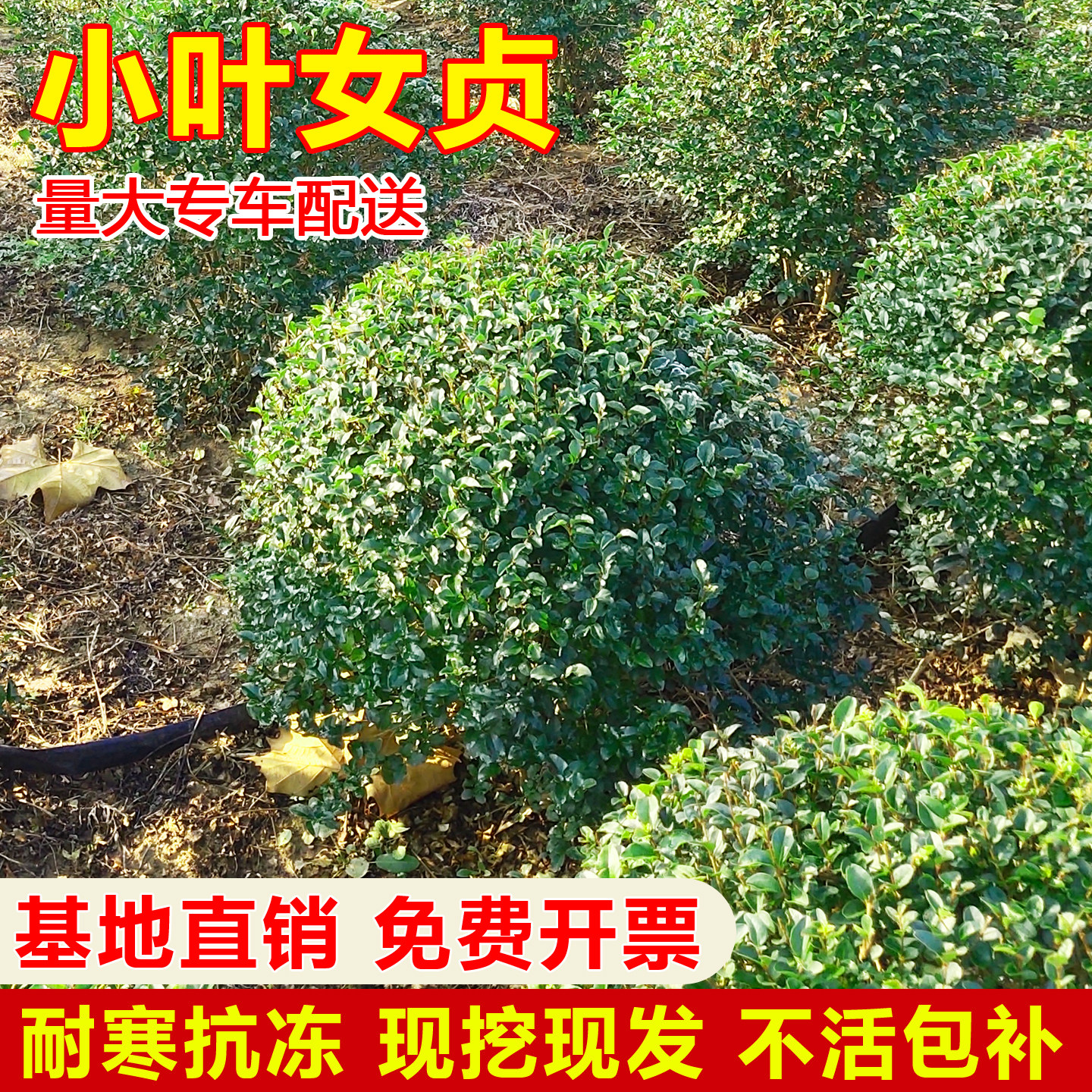 小叶女贞造型树苗大叶黄杨冬青球小叶女贞棒棒糖庭院绿化工程苗木